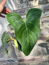 Load image into Gallery viewer, Anthurium ‘Green Papillilaminum’ x Self
