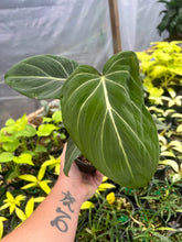 Load image into Gallery viewer, Philodendron Gloriosum
