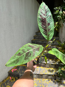 Musa Zebrina- banana tree