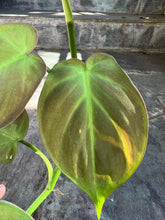 Load image into Gallery viewer, Philodendron Camposportoanum
