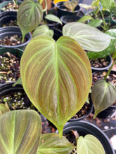 Load image into Gallery viewer, Philodendron Camposportoanum
