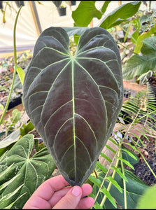 Anthurium Black Beauty x Green Pap