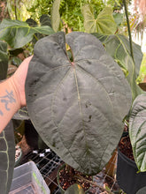 Load image into Gallery viewer, Anthurium Dark Ace of Spades x self seedlings
