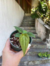 Load image into Gallery viewer, Anthurium Blue Velvet X Ace of Spades Seedling
