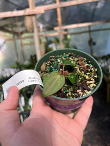 Anthurium (Dark Ace x Pap) X Purple Leopard seedling