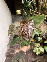 Load image into Gallery viewer, Anthurium Moodeanum
