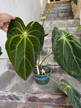 Load image into Gallery viewer, Anthurium (Dark Ace x Pap) X Purple Leopard seedling
