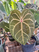 Load image into Gallery viewer, Anthurium SKG Crystal Red X Purple Leopard seedling
