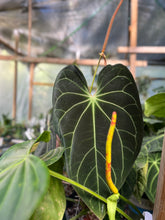 Load image into Gallery viewer, Anthurium Black Beauty x Green Pap
