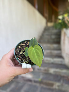 Anthurium Black Beauty x Green Pap