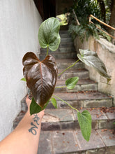 Load image into Gallery viewer, Anthurium Moodeanum
