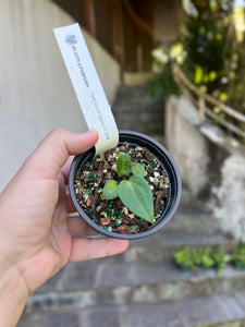 Anthurium Dark Ace of Spades x self seedlings