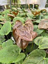Load image into Gallery viewer, Anthurium Moodeanum X
