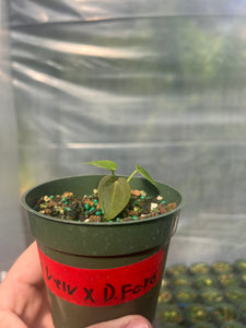 Anthurium Ace Velvet X Dark Forgetii Seedling