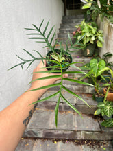 Load image into Gallery viewer, Philodendron Tortum
