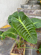Load image into Gallery viewer, Anthurium Veitchii COMPACT form
