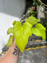 Load image into Gallery viewer, Philodendron Warsewiczii Aurea Juvenile
