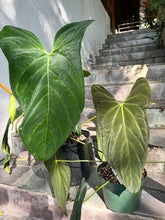 Load image into Gallery viewer, Anthurium ‘Green Papillilaminum’ x Ree Papillilaminum
