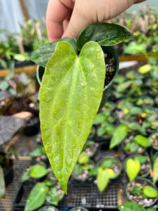 Anthurium ‘Green Papillilaminum’ x Ree Papillilaminum