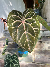 Load image into Gallery viewer, Anthurium Crystallinum Red x Dark Ace Hybrid 2 seeds
