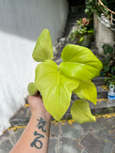 Load image into Gallery viewer, Philodendron Warsewiczii Aurea Juvenile
