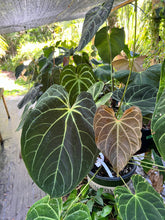 Load image into Gallery viewer, Anthurium Ace Velvet F2
