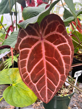 Load image into Gallery viewer, Anthurium Crystallinum Red ‘Michelle’ F2
