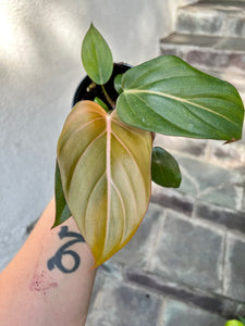 Philodendron ‘Summer Glory’