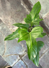 Load image into Gallery viewer, Philodendron Golden Dragon
