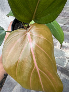 Philodendron ‘Summer Glory’