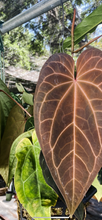 Load image into Gallery viewer, Anthurium ‘Blue Velvet’ X Ace of Spades
