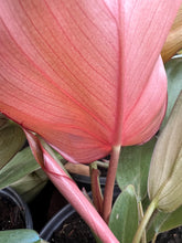 Load image into Gallery viewer, Philodendron ‘Summer Glory’
