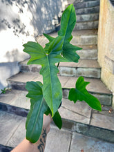 Load image into Gallery viewer, Philodendron Golden Dragon
