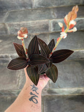 Load image into Gallery viewer, Jewel Orchid - Ludisia Discolor
