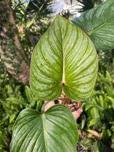 Load image into Gallery viewer, Philodendron Mamei Silver - climber
