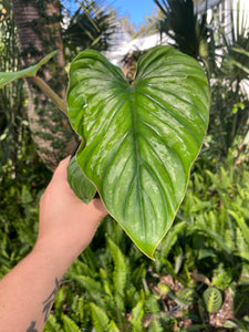Philodendron Mamei Silver - climber