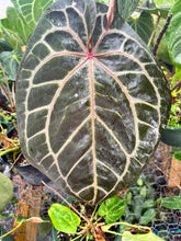 Load image into Gallery viewer, Anthurium Crystallinum Red ‘Michelle’ F2
