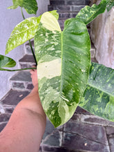 Load image into Gallery viewer, Philodendron Jose Buono
