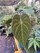 Load image into Gallery viewer, Anthurium Voodoo Child F2 Seedling
