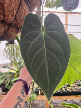 Load image into Gallery viewer, Anthurium Voodoo Child F2 Seedling
