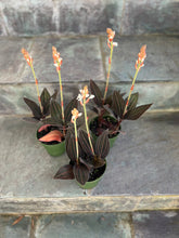 Load image into Gallery viewer, Jewel Orchid - Ludisia Discolor
